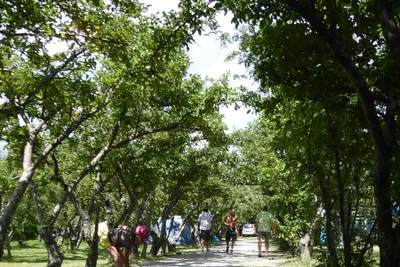 Camping Les Esparons - Allee auf dem Campingplatz