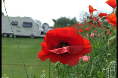 Lucksall Caravan and Camping Park