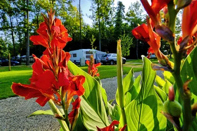 Camping Paradis Plage - Campingplatzanlage und Blumen