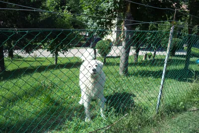 Camping Riva del Setta - Hund auf der Wiese zwischen Bäumen auf dem Campingplatz