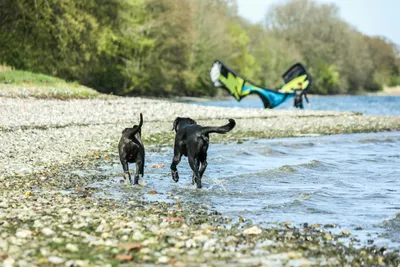 Skive Fjord Camping - Zwei Hunde am Kiesstrand des Fjords mit einem Kitesurfer im Hintergrund