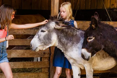 Camping Sonnenhof  Erlebnisbauernhof Der Sonnenhof - Kinder beim Spielen mit Eseln