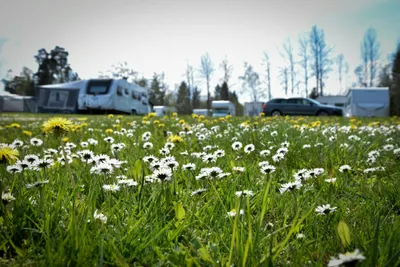 Stenrösets Camping - Blick auf die Stellplatzwiese auf dem Campingplatz