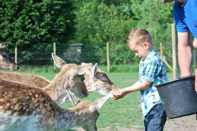 Strandcamping Valkenisse  - Kind im Streichelzoo vom Campingplatz