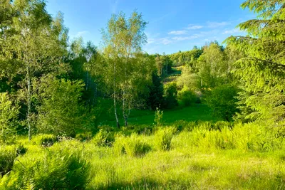 Tolne Camping - Bild 4