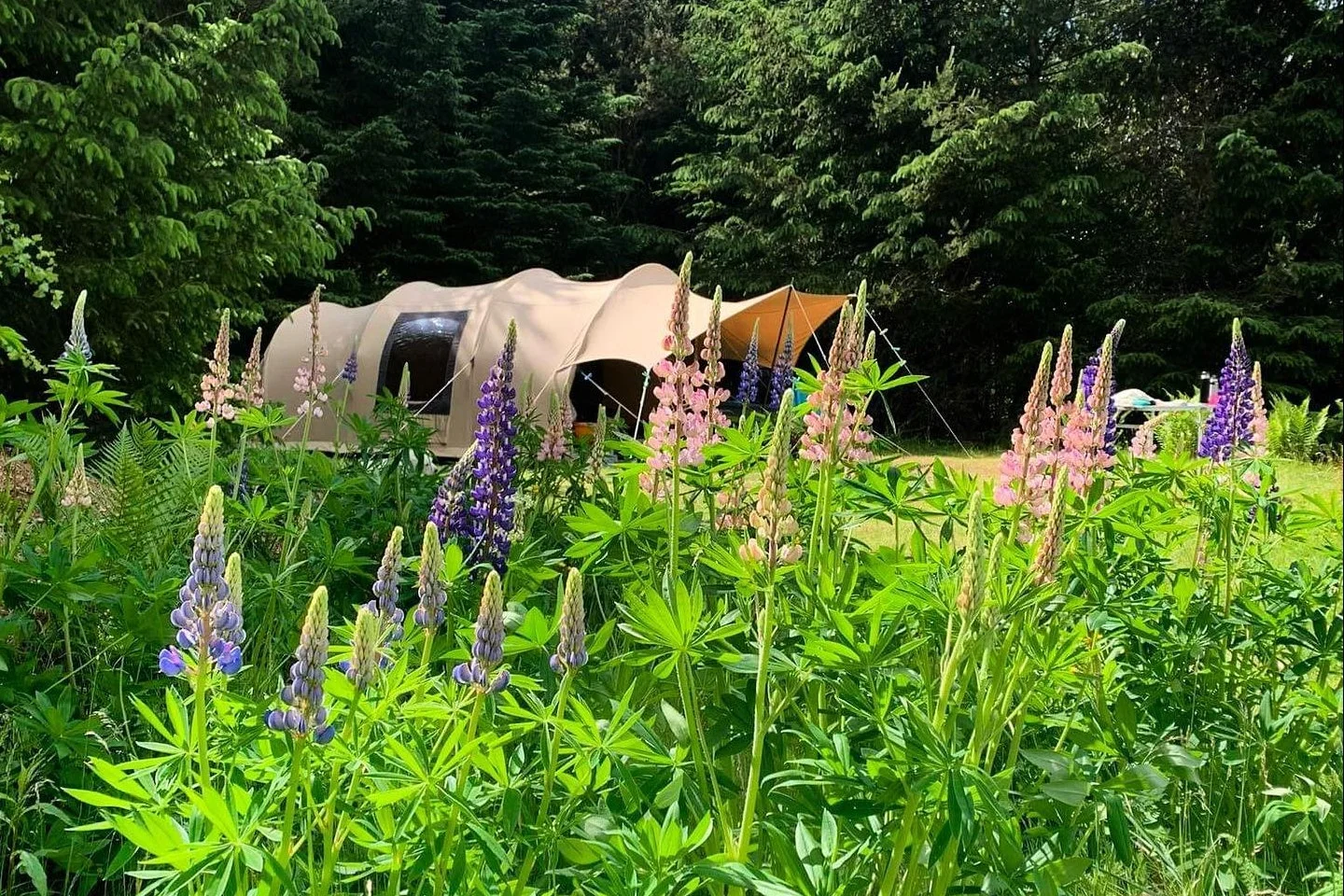 Tolne Camping