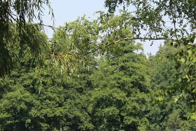 Campingplatz Waldbad Oberau - Gäste auf der Badewiese am See vor dem Campingplatz
