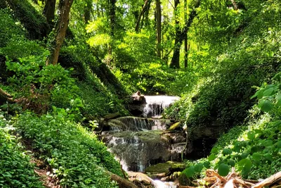 Waldcamping Mörtelstein - Bild 4